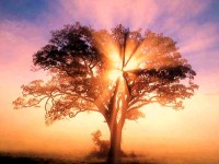 Shamanism Ireland Reiki Courses Shamanic Healing