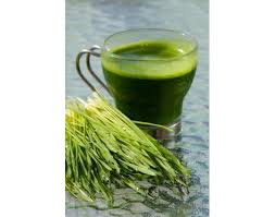 Wheatgrass healing plant