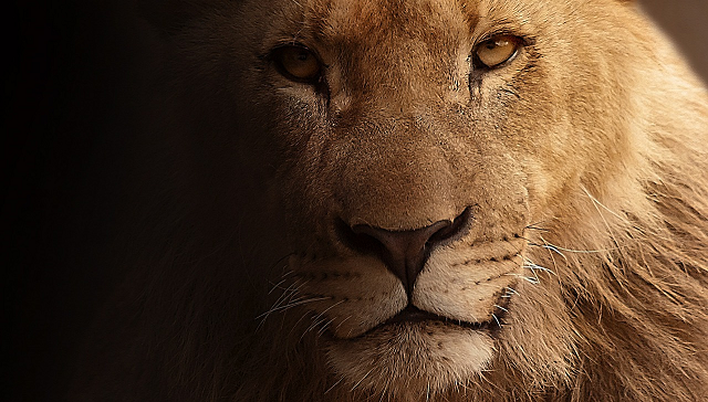 Power Animals - Our guardian spirits